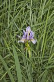 Virginia iris, Iris virginica