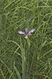 Virginia iris, Iris virginica