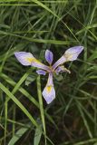 Virginia iris, Iris virginica