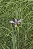 Virginia iris, Iris virginica