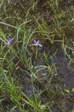 Virginia iris, Iris virginica