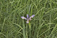 Virginia iris, Iris virginica