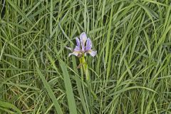 Virginia iris, Iris virginica