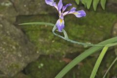 Virginia Iris, Iris virginica