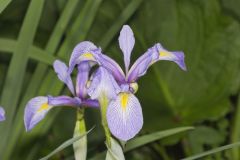 Virginia Iris, Iris virginica