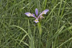 Virginia Iris, Iris virginica Virginia Iris, Iris virginica