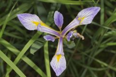 Virginia Iris, Iris virginica