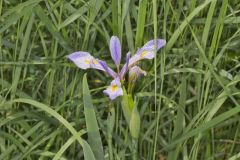 Virginia Iris, Iris virginica Virginia Iris, Iris virginica