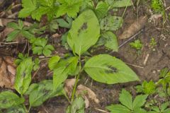 Virginia Knotweed, Persicaria virginiana