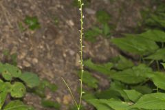 Virginia Knotweed, Persicaria virginiana