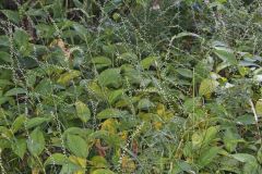 Virginia Knotweed, Persicaria virginiana