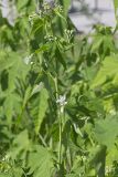 Virginia Mallow, Ripariosida hermaphrodita
