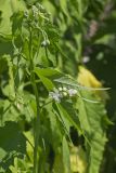 Virginia Mallow, Ripariosida hermaphrodita
