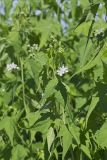Virginia Mallow, Ripariosida hermaphrodita
