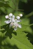 Virginia Mallow, Ripariosida hermaphrodita