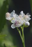 Virginia Mallow, Ripariosida hermaphrodita
