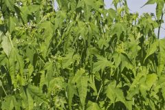 Virginia Mallow, Ripariosida hermaphrodita