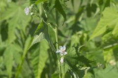 Virginia Mallow, Ripariosida hermaphrodita