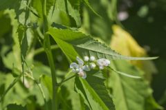 Virginia Mallow, Ripariosida hermaphrodita