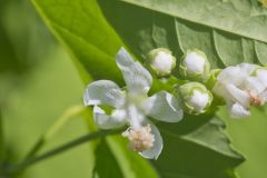 Virginia Mallow, Ripariosida hermaphrodita