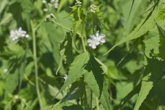 Virginia Mallow, Ripariosida hermaphrodita