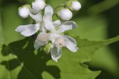 Virginia Mallow, Ripariosida hermaphrodita