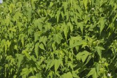 Virginia Mallow, Ripariosida hermaphrodita