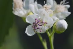 Virginia Mallow, Ripariosida hermaphrodita