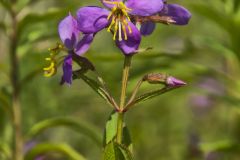 Virginia Meadowbeauty, Rhexia virginica