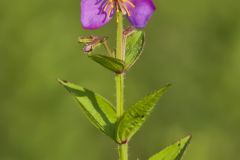 Virginia Meadowbeauty, Rhexia virginica
