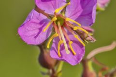 Virginia Meadowbeauty, Rhexia virginica