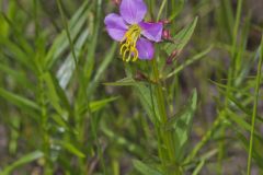 Virginia Meadowbeauty, Rhexia virginica