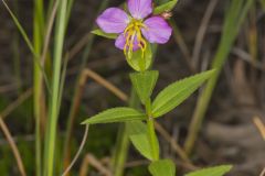 Virginia Meadowbeauty, Rhexia virginica