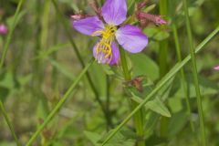 Virginia Meadowbeauty, Rhexia virginica