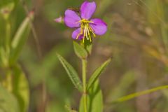 Virginia Meadowbeauty, Rhexia virginica