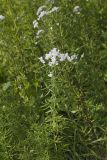 Virginia Mountain Mint, Pycnanthemum virginianum