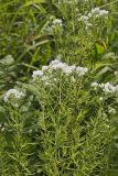 Virginia Mountain Mint, Pycnanthemum virginianum