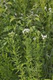 Virginia Mountain Mint, Pycnanthemum virginianum