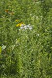 Virginia Mountain Mint, Pycnanthemum virginianum