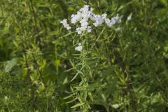 Virginia Mountain Mint, Pycnanthemum virginianum