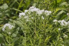 Virginia Mountain Mint, Pycnanthemum virginianum