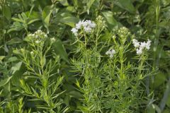 Virginia Mountain Mint, Pycnanthemum virginianum