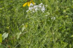 Virginia Mountain Mint, Pycnanthemum virginianum