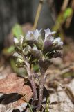 Virginia Pennywort, Obolaria virginica