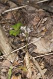 Virginia Pennywort, Obolaria virginica