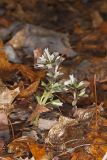 Virginia Pennywort, Obolaria virginica