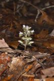 Virginia Pennywort, Obolaria virginica