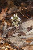 Virginia Pennywort, Obolaria virginica