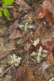 Virginia Pennywort, Obolaria virginica