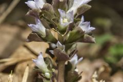 Virginia Pennywort, Obolaria virginica